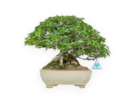 Acer Buergerianum - Acero - 30 cm