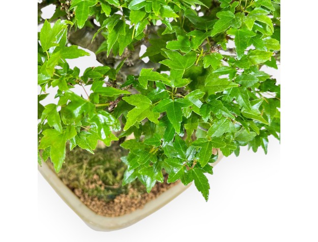 Acer Buergerianum - Arce - 30 cm 2