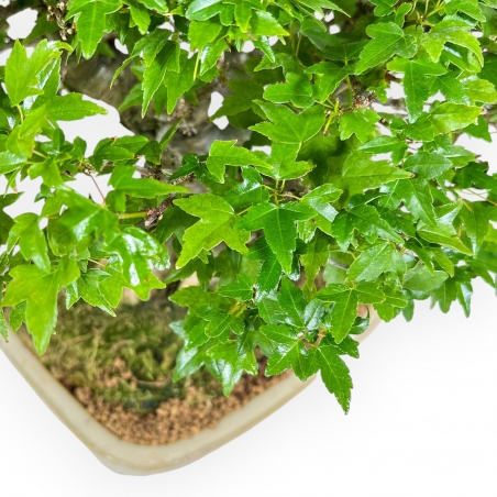 Acer Buergerianum - Arce - 30 cm