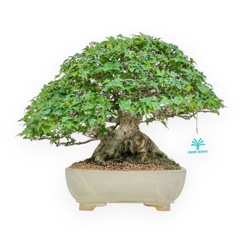 Acer Buergerianum - Ahorne - 30 cm