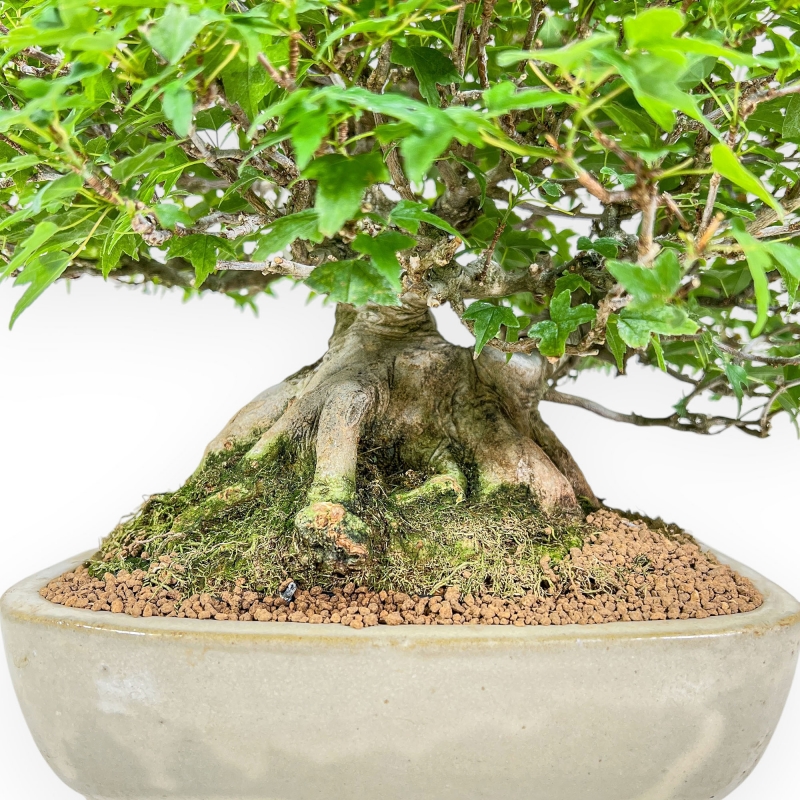 Acer Buergerianum - Esdoorn - 30 cm