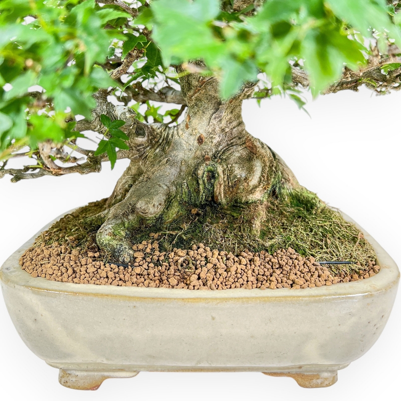 Acer Buergerianum - Esdoorn - 30 cm