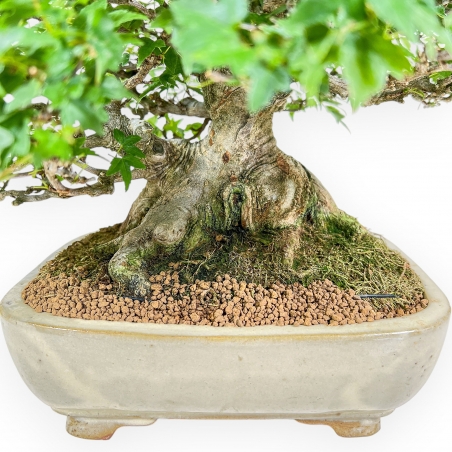 Acer Buergerianum - Maple - 30 cm