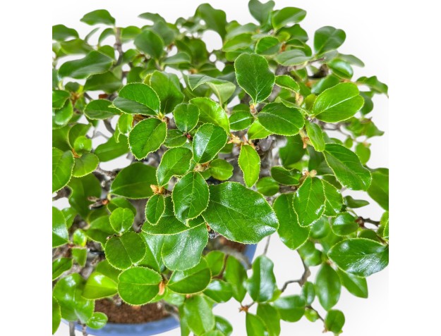 Pseudocydonia Chinensis - Apple Tree - 29 cm 2