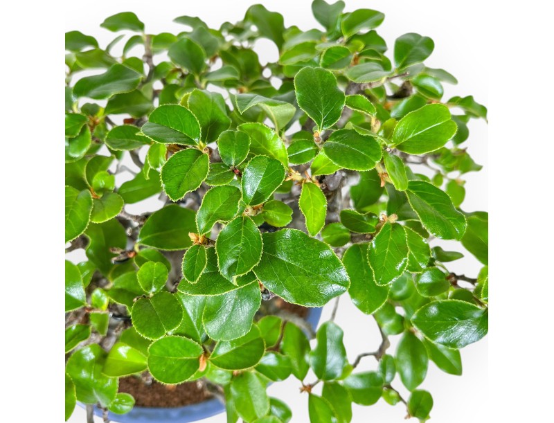 Pseudocydonia Chinensis - Cotogno - 29 cm