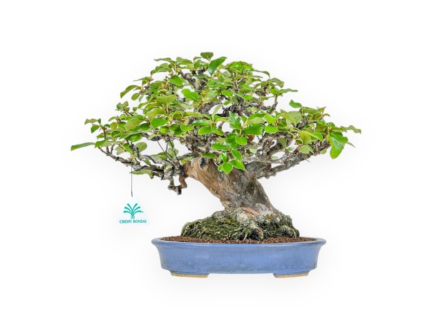 Pseudocydonia Chinensis - Apple Tree - 29 cm