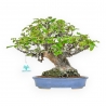 Pseudocydonia Chinensis - Apple Tree - 29 cm