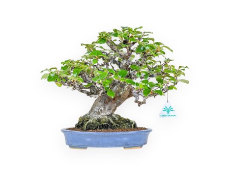 Pseudocydonia Chinensis - Cotogno - 29 cm