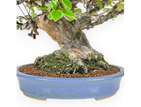 Pseudocydonia Chinensis - Cotogno - 29 cm