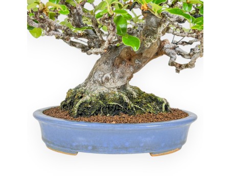 Pseudocydonia Chinensis - Cotogno - 29 cm