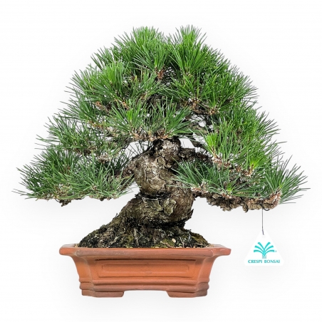 Pinus Thunbergii - Pino Nero - 33 cm