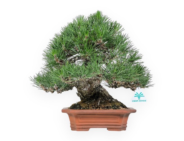 Pinus Thunbergii - Zwart Den - 33 cm