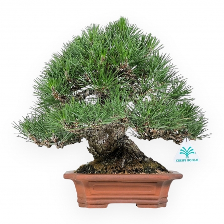 Pinus Thunbergii - Black Pine - 33 cm