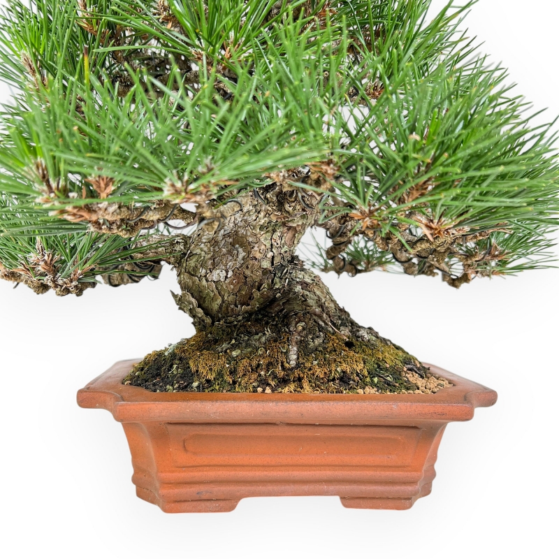Pinus Thunbergii - Black Pine - 33 cm