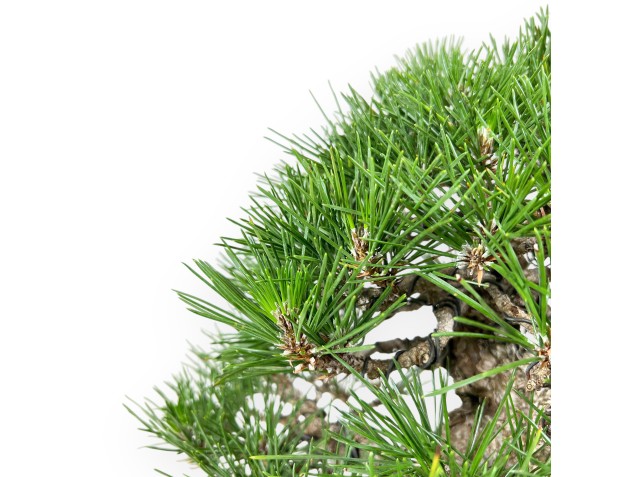 Pinus Thunbergii - Pino Negro - 33 cm 2