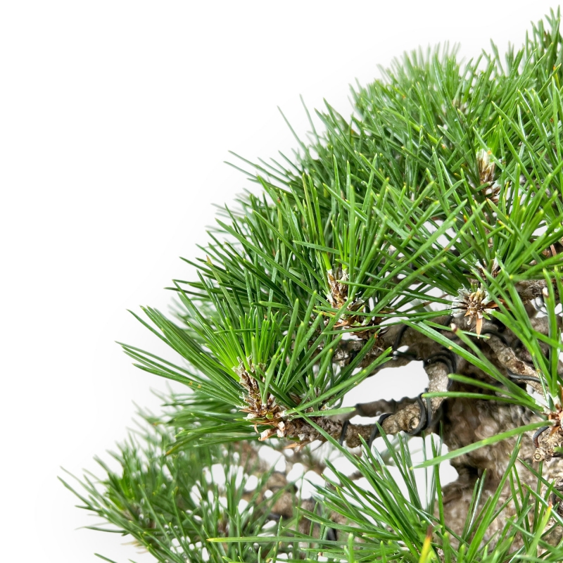 Pinus Thunbergii - Black Pine - 33 cm