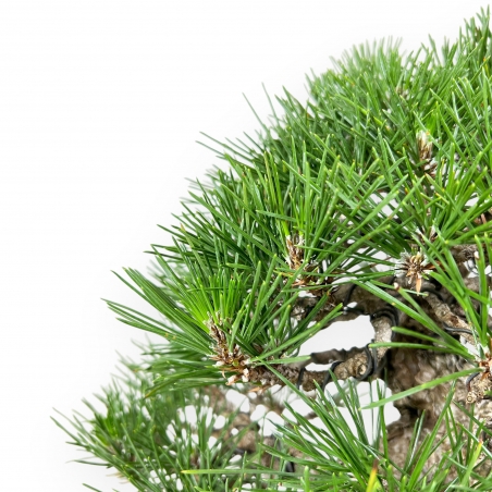 Pinus Thunbergii - Black Pine - 33 cm
