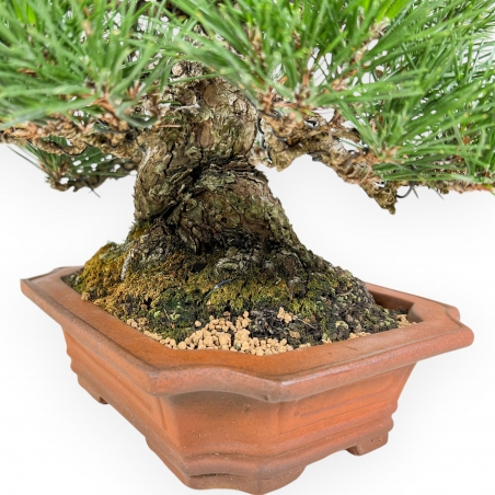 Pinus Thunbergii - Black Pine - 33 cm