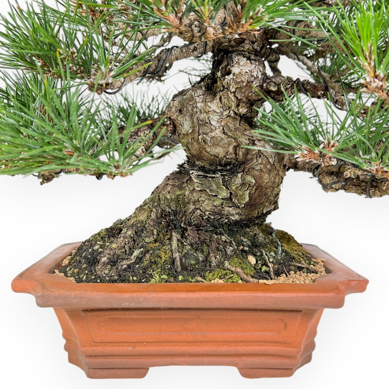 Pinus Thunbergii - Pino Nero - 33 cm