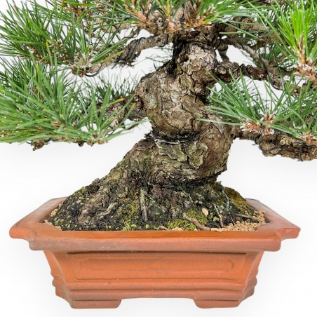Pinus Thunbergii - Pino Nero - 33 cm