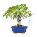 Cornus Kousa - Cornejo - 28 cm