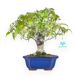 Cornus Kousa - Cornejo - 28 cm