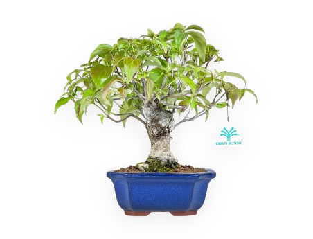 Cornus Kousa - Cornouiller - 28 cm