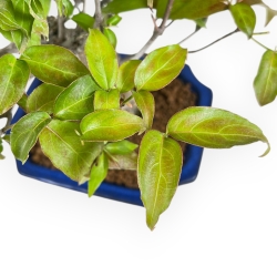 Cornus Kousa - Cornejo - 28 cm