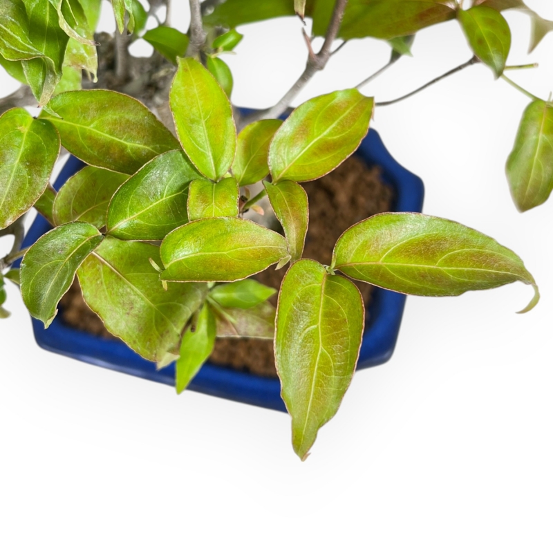 Cornus Kousa - Cornejo - 28 cm