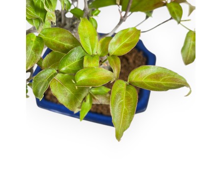 Cornus Kousa - Cornejo - 28 cm