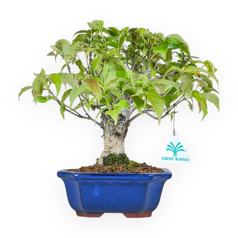 Cornus Kousa - Cornejo - 28 cm