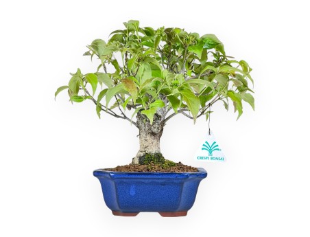 Cornus Kousa - Corniolo - 28 cm