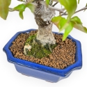 Cornus Kousa - Cornejo - 28 cm