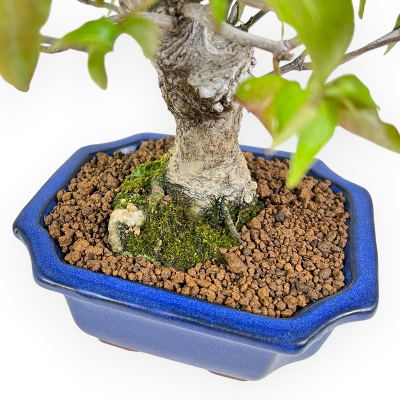 Cornus Kousa - Cornejo - 28 cm