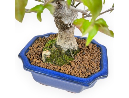 Cornus Kousa - Kornoelje - 28 cm