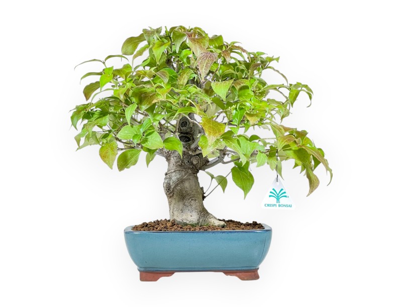 Cornus Kousa - Dogwood - 37 cm