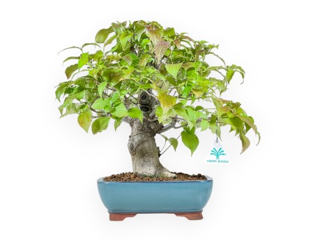 Cornus Kousa - Dogwood - 37 cm