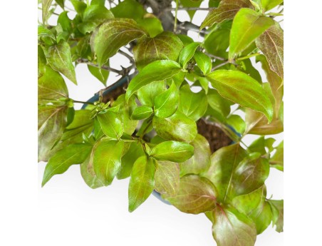 Cornus Kousa - Kornoelje - 37 cm