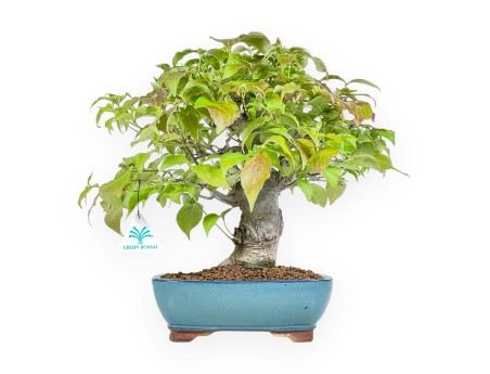 Cornus Kousa - Dogwood - 37 cm