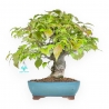 Cornus Kousa - Dogwood - 37 cm