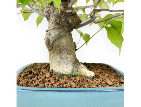 Cornus Kousa - Hartriegel - 37 cm