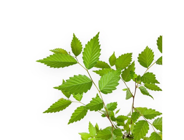 Zelkova serrata - 39 cm 2