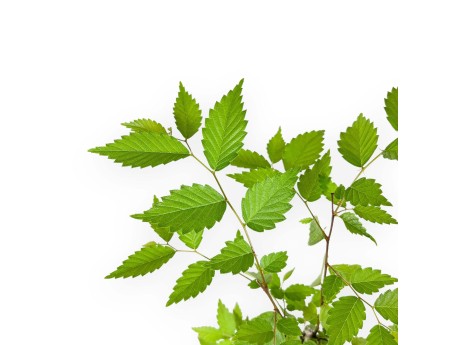 Zelkova serrata - 39 cm