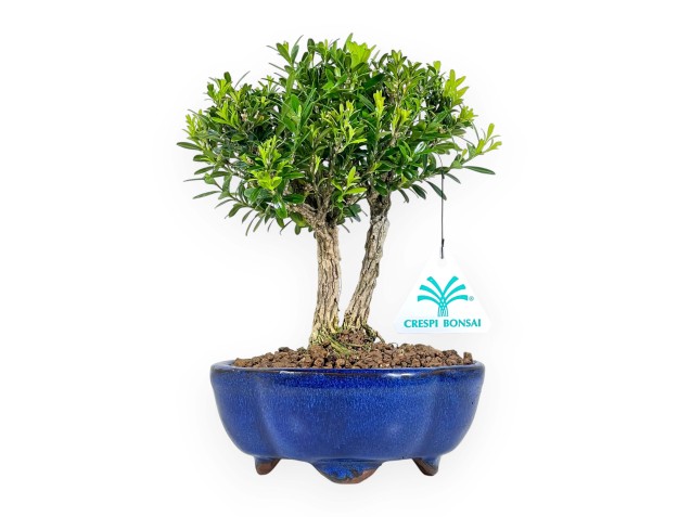 Buxus Harlandii - Buxus - 22 cm