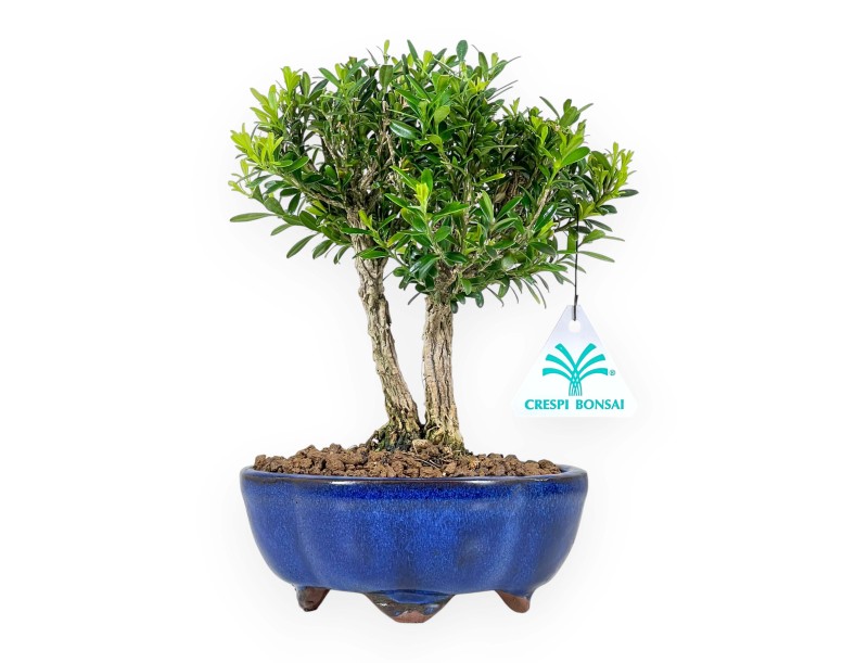 Buxus Harlandii - Boj - 22 cm