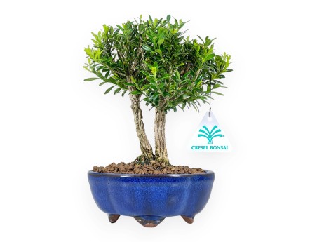 Buxus Harlandii - Bosso - 22 cm