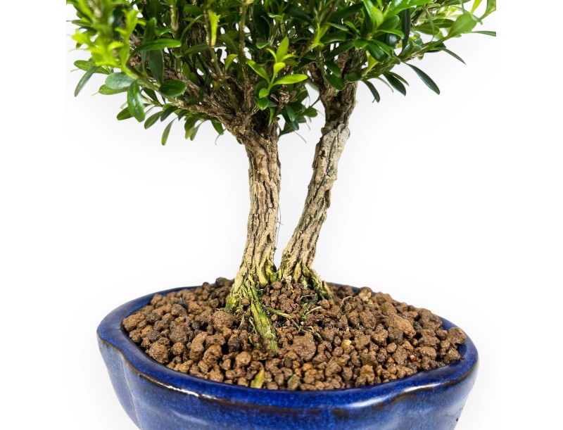 Buxus Harlandii - Bosso - 22 cm