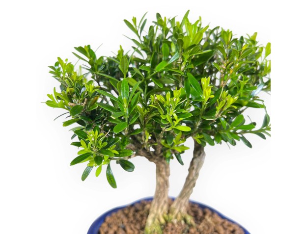 Buxus Harlandii - Buis - 22 cm 2