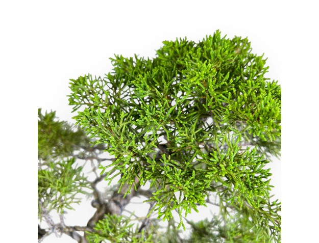 Juniperus Chinensis - Enebro - 42 cm 2
