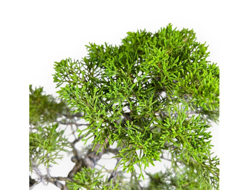 Juniperus Chinensis - Juniper - 42 cm